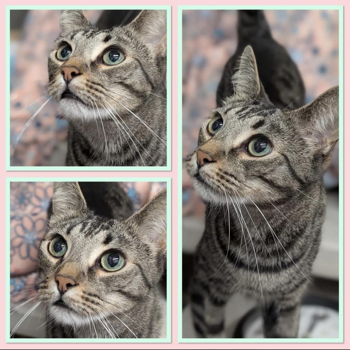 Enlarge Ben, a Adoptable Domestic Short Hair in Petaluma, CA image 1/5