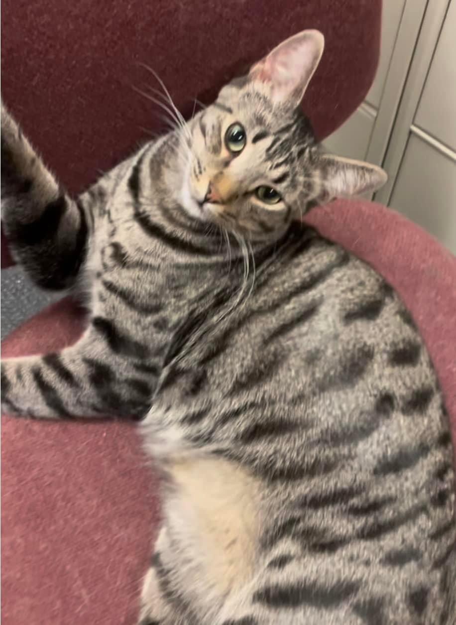 Enlarge Ben, a Adoptable Domestic Short Hair in Petaluma, CA image 2/3