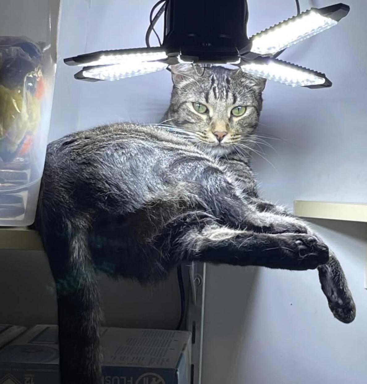 Enlarge Ben, a Adoptable Domestic Short Hair in Petaluma, CA image 3/5