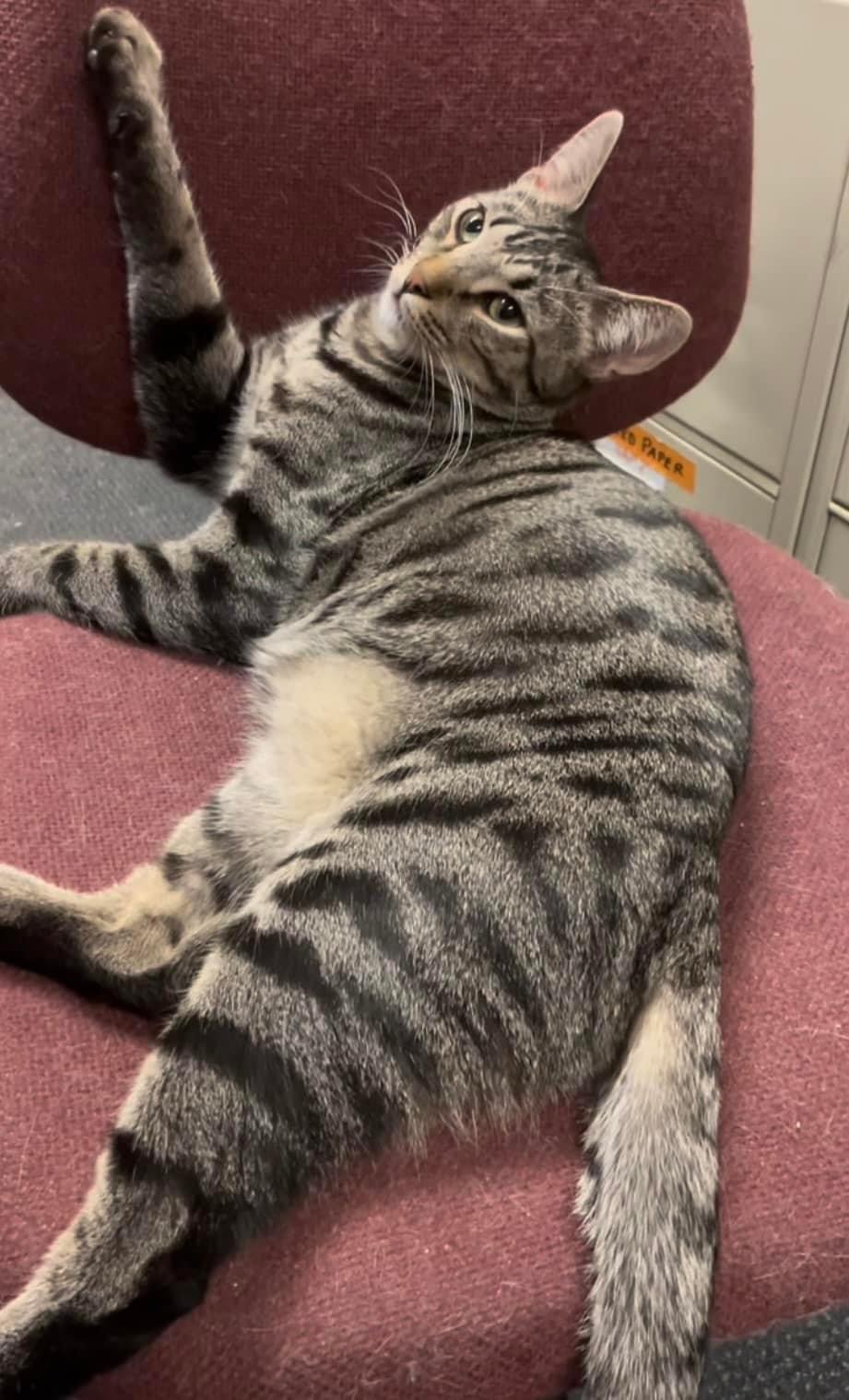 Enlarge Ben, a Adoptable Domestic Short Hair in Petaluma, CA image 3/3