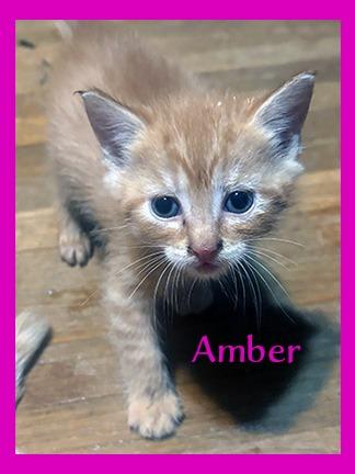 Amber, Adopted, Kitten Female Domestic Short Hair.