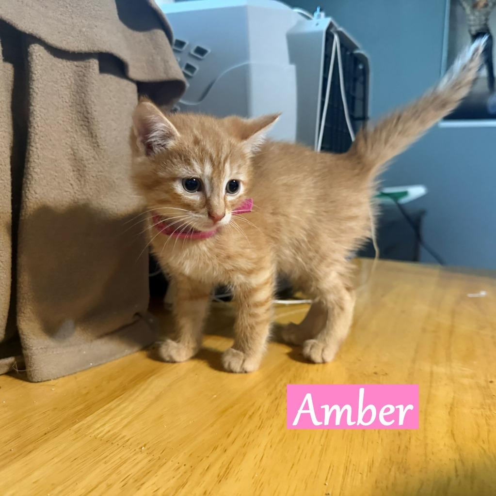 Enlarge Amber, a Adopted mixed breed in Hoover , AL image 2/2