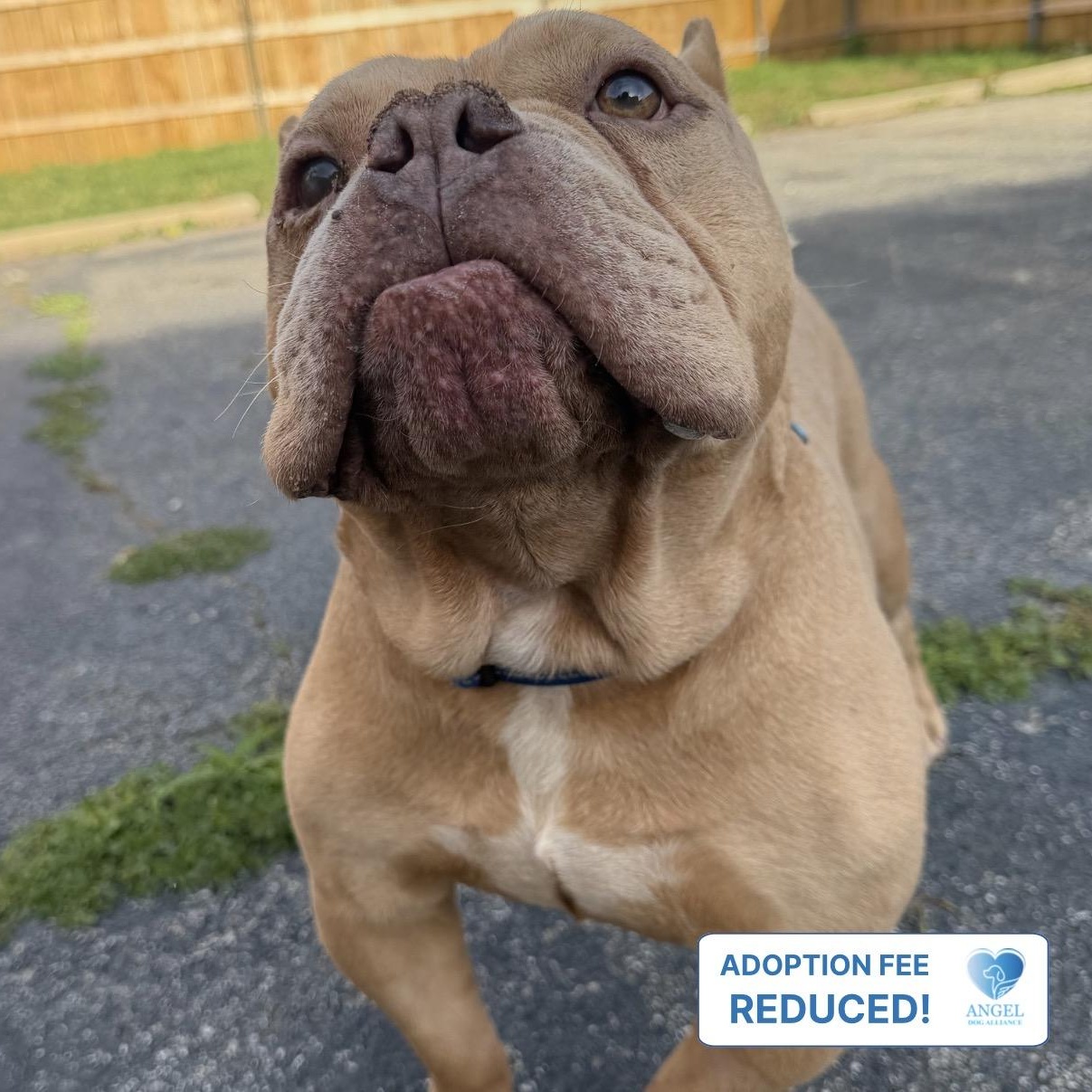 Enlarge Germaine, a Adoptable Pit Bull Terrier in Plainfield, IL image 3/5