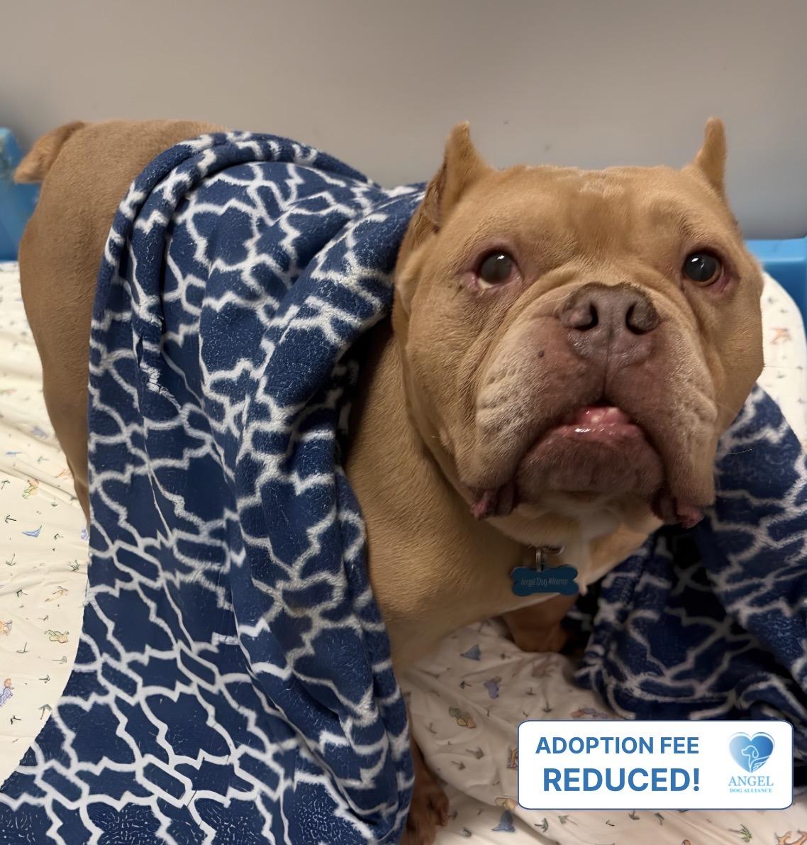 Enlarge Germaine, a Adoptable Pit Bull Terrier in Plainfield, IL image 1/5