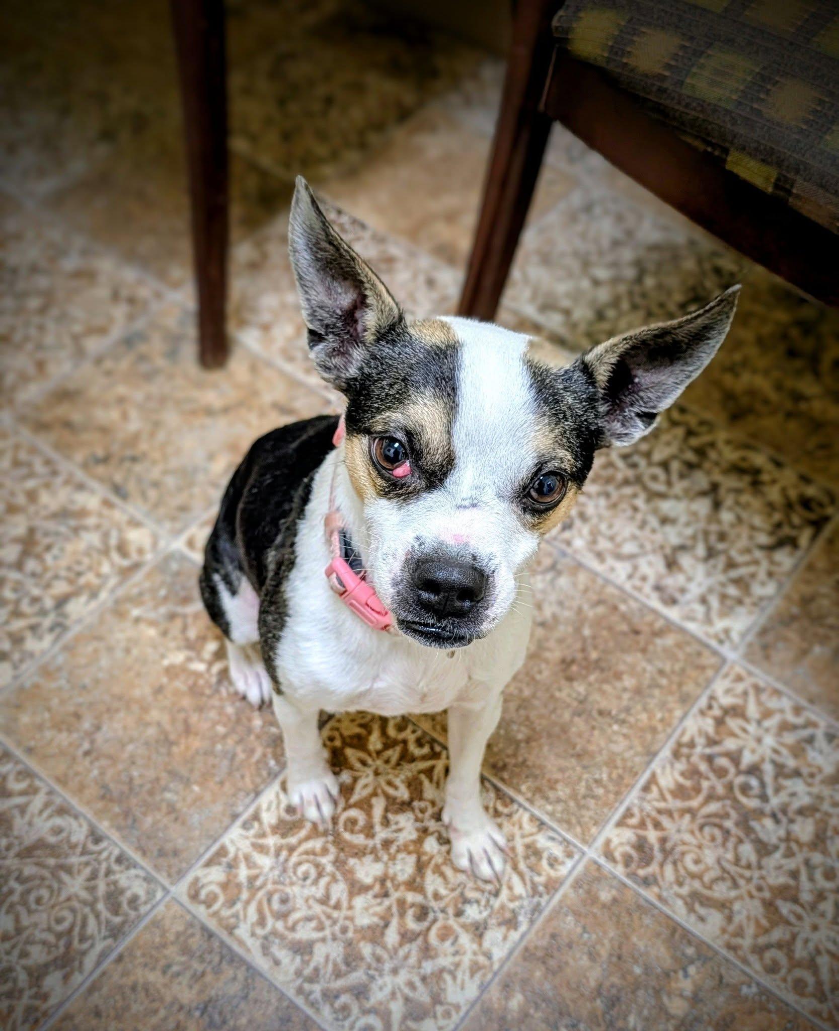 Enlarge Ruby, a ADOPTABLE mixed breed in Mauston, WI image 1/1