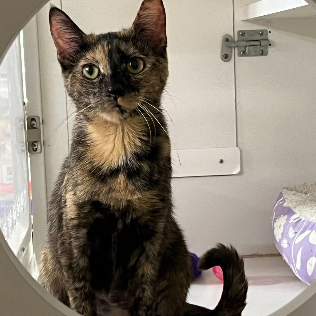 Enlarge Arepa, a Adoptable Domestic Short Hair in St. Paul, MN image 1/3