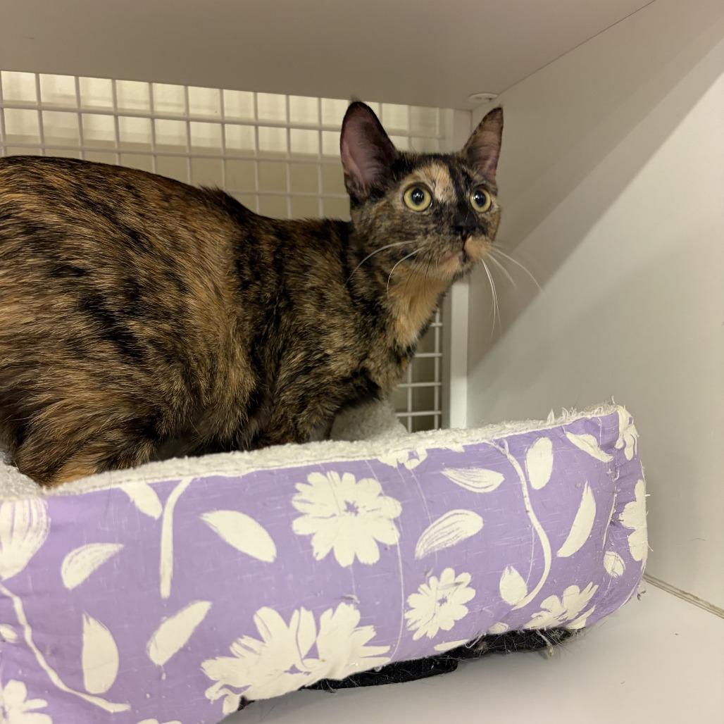 Enlarge Arepa, a Adoptable Domestic Short Hair in St. Paul, MN image 2/3