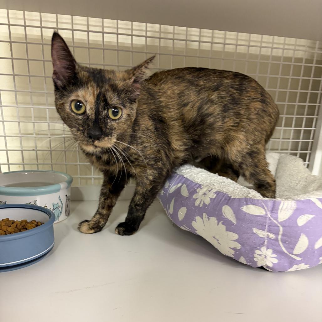 Enlarge Arepa, a Adoptable Domestic Short Hair in St. Paul, MN image 3/3