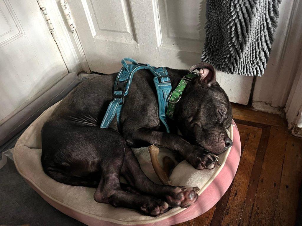 Vienna, a Adoptable mixed breed in Brooklyn, NY image 3/5