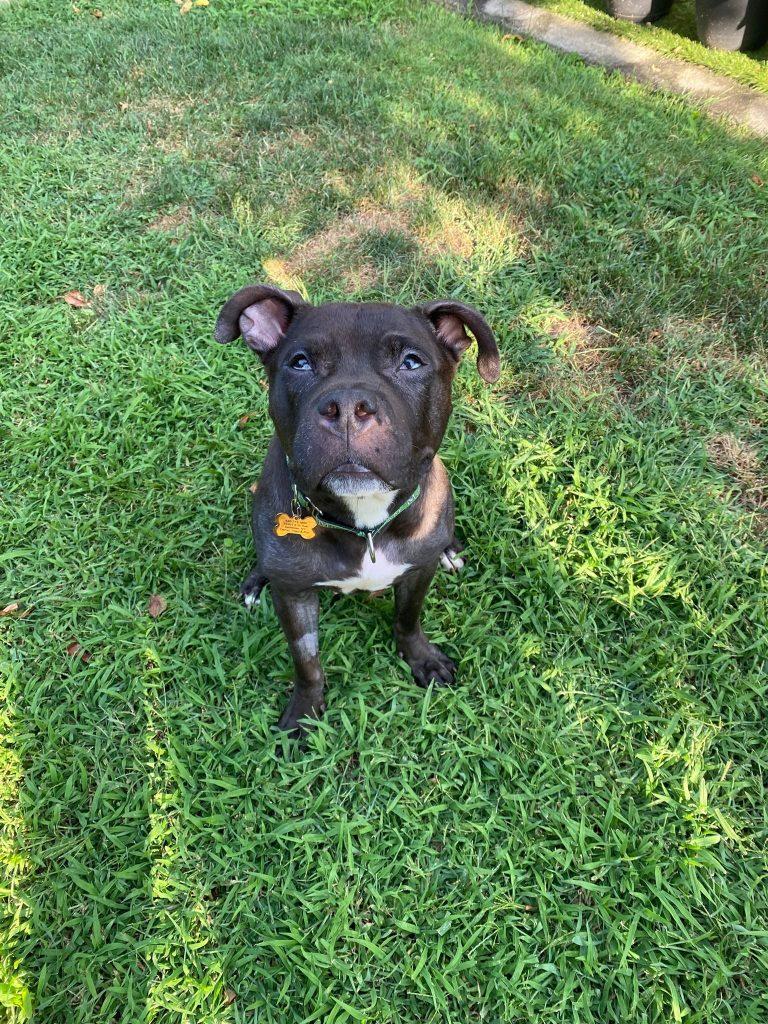 Vienna, a Adoptable mixed breed in Brooklyn, NY image 1/5