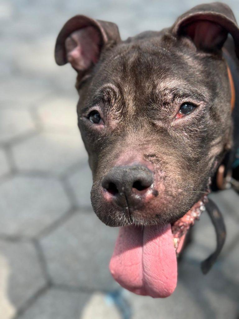 Vienna, a Adoptable mixed breed in Brooklyn, NY image 4/5