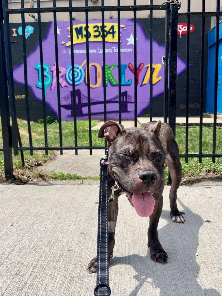 Vienna, a Adoptable mixed breed in Brooklyn, NY image 5/5
