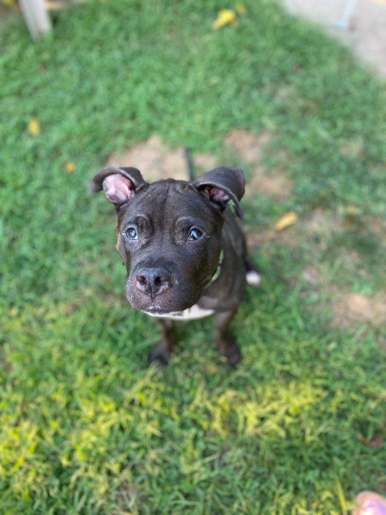 Vienna, a Adoptable mixed breed in Brooklyn, NY image 2/5