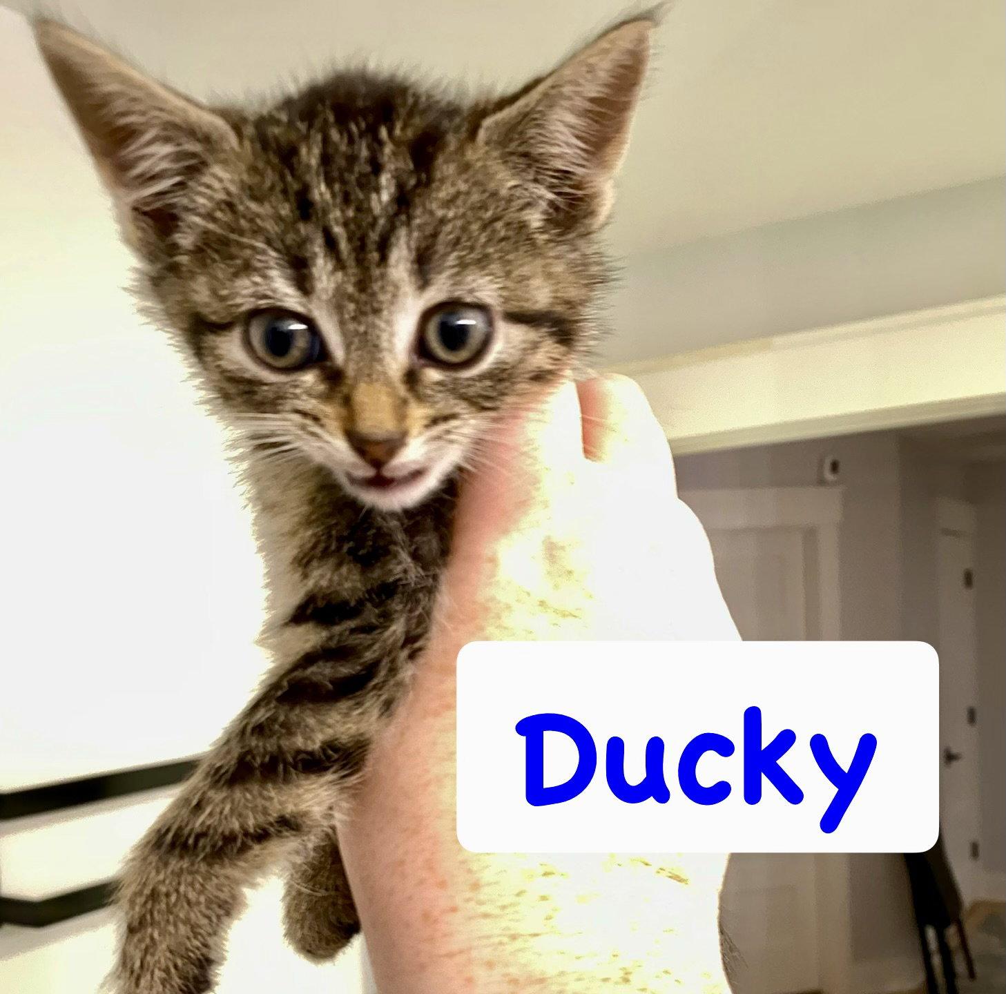 Ducky, Adoptable, Kitten Male Domestic Short Hair.