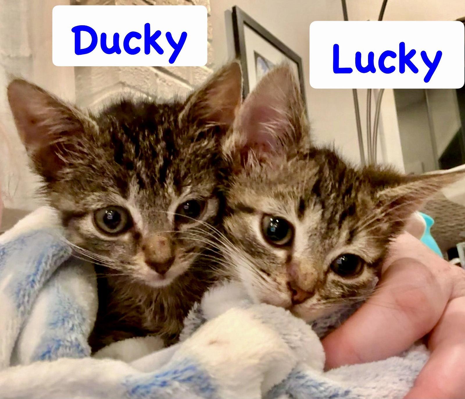 Ducky, a Adoptable Domestic Short Hair in Reston, VA image 3/3
