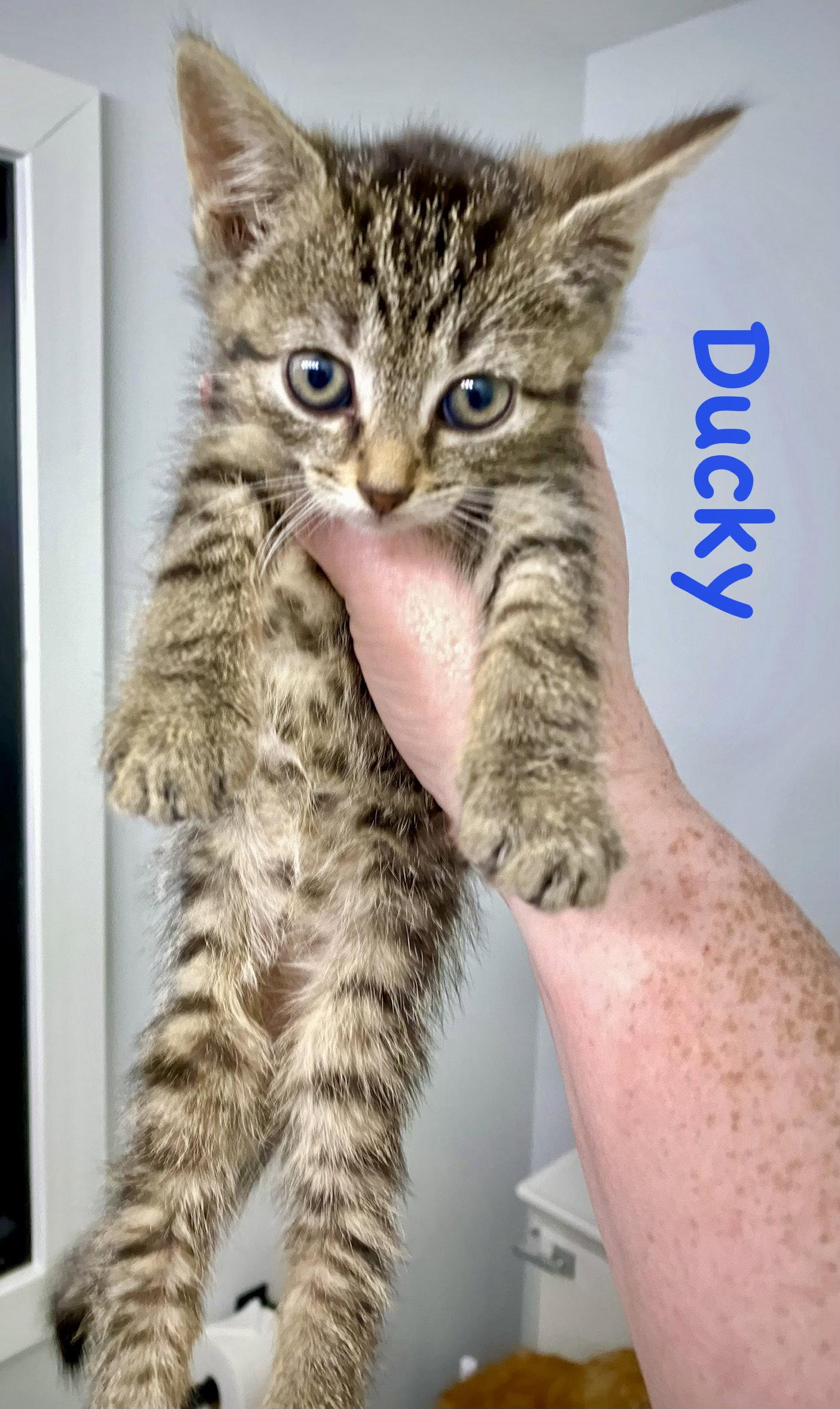 Ducky, a Adoptable Domestic Short Hair in Reston, VA image 2/3