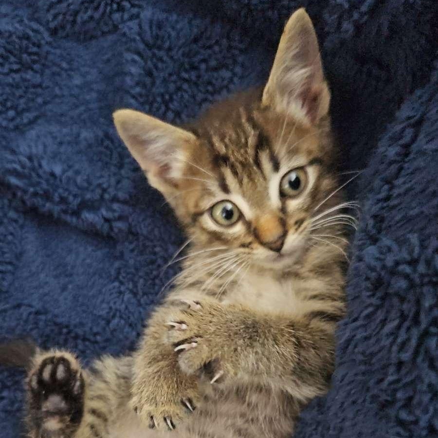 Petunia (loves snuggles), an adopted mixed breed in Newnan, GA image 1/3