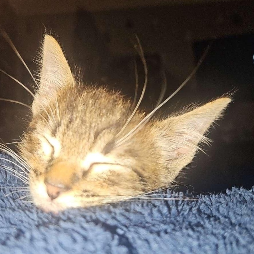 Petunia (loves snuggles), an adopted mixed breed in Newnan, GA image 2/3
