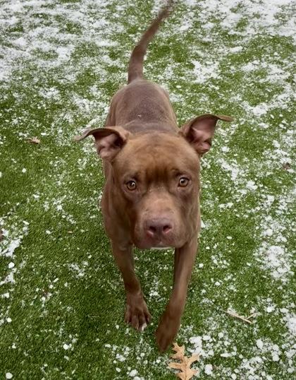 Brownie, Adoptable, Adult Female Pit Bull Terrier & Mixed Breed.