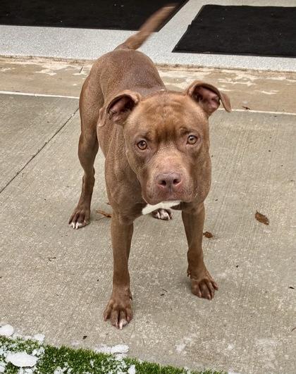 Enlarge Brownie, a Adoptable mixed breed in Valley View, OH image 2/3