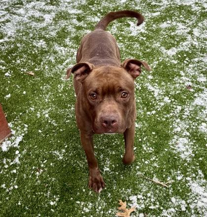 Enlarge Brownie, a Adoptable mixed breed in Valley View, OH image 3/3