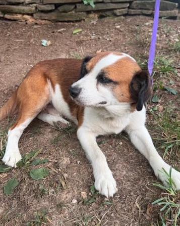 Nero, Adoptable, Senior Male Beagle.