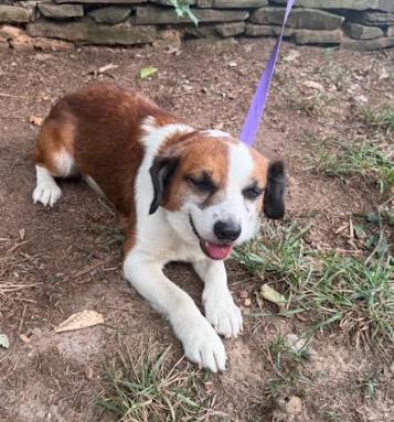 Enlarge Nero, a Adoptable mixed breed in Mocksville, NC image 2/2