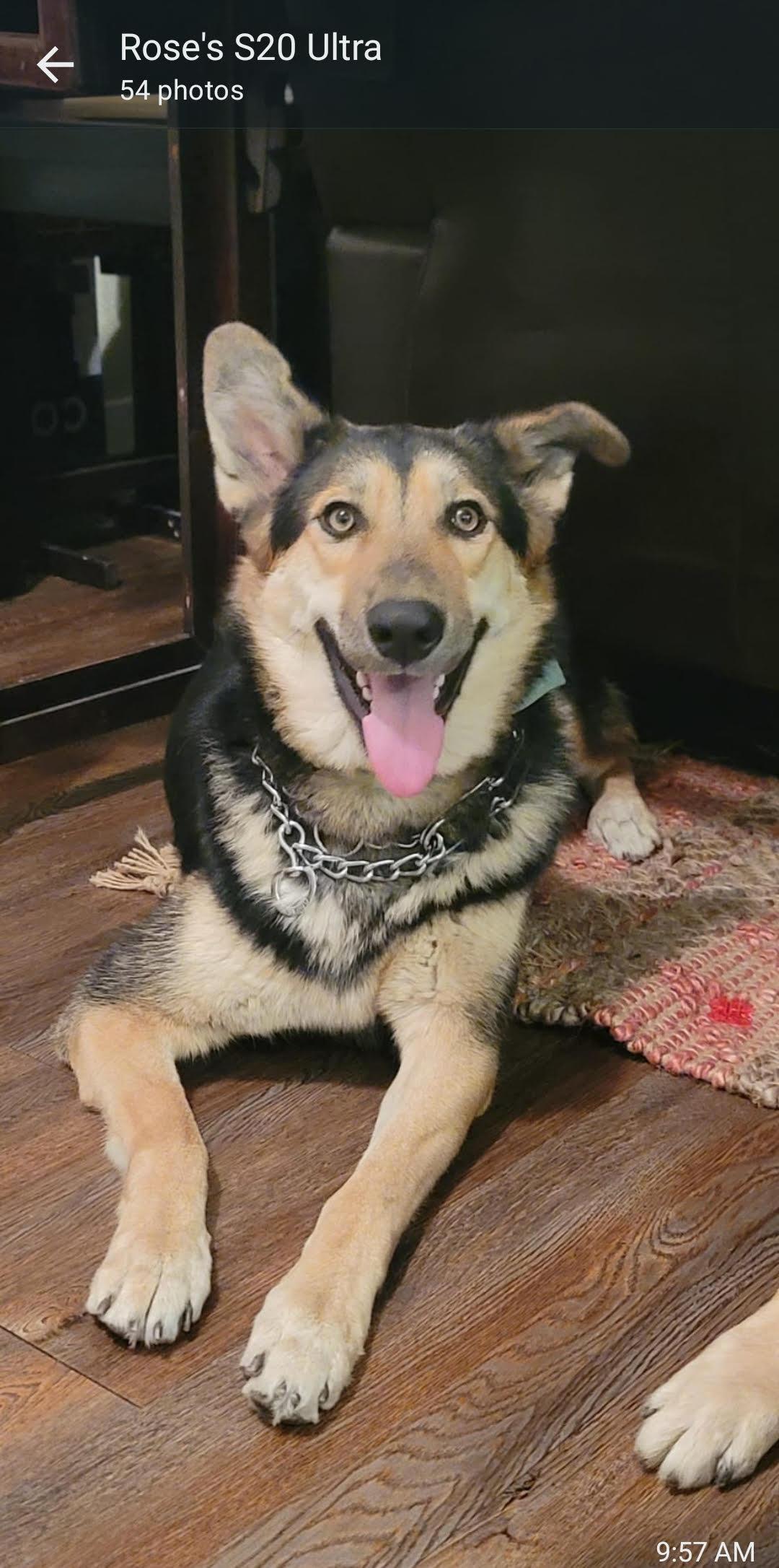Coco (Owner Assist), Adoptable, Adult Female German Shepherd Dog & Chow Chow.