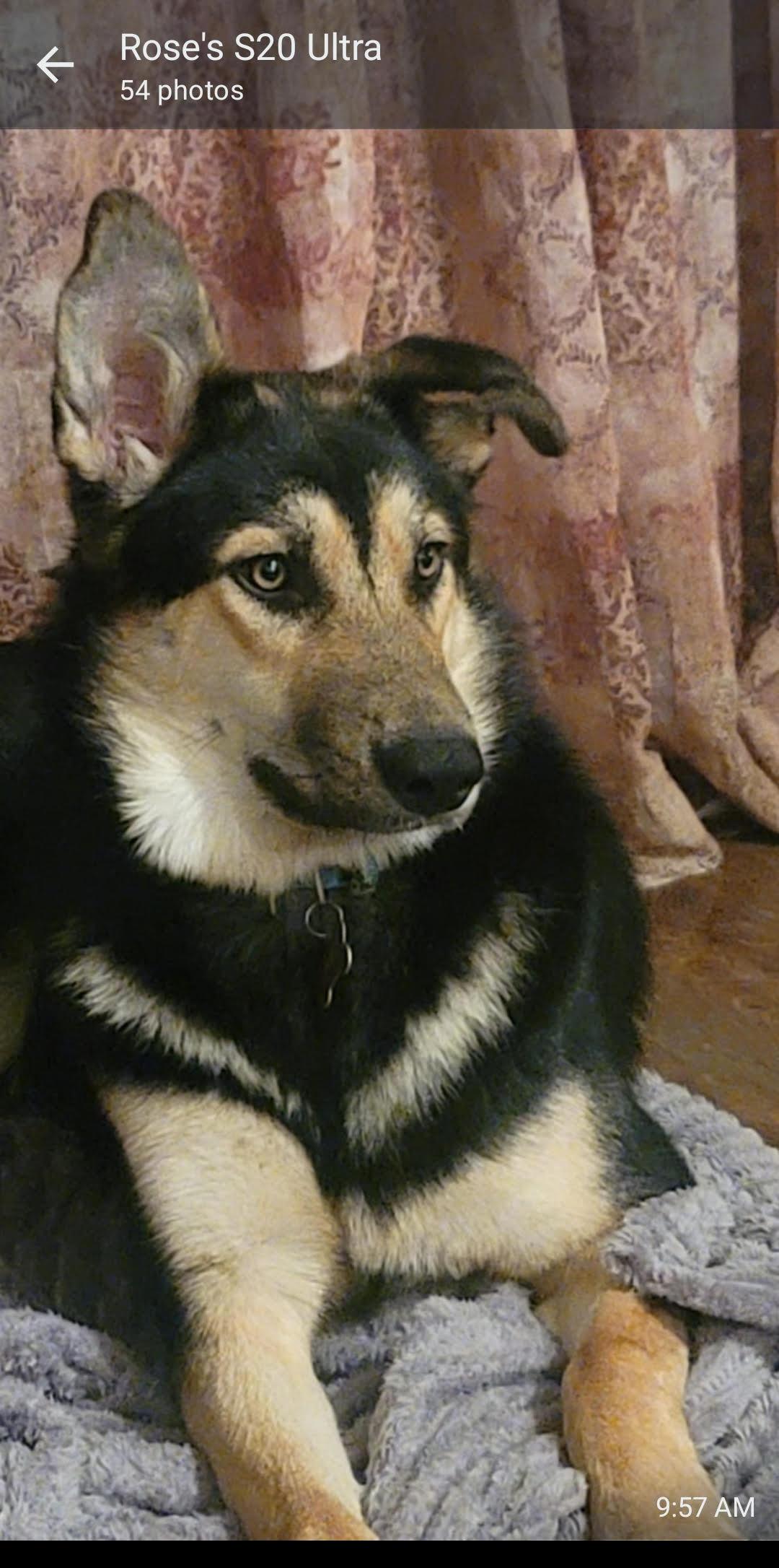 Enlarge Coco (Owner Assist), a Adoptable mixed breed in Tracy, CA image 2/6