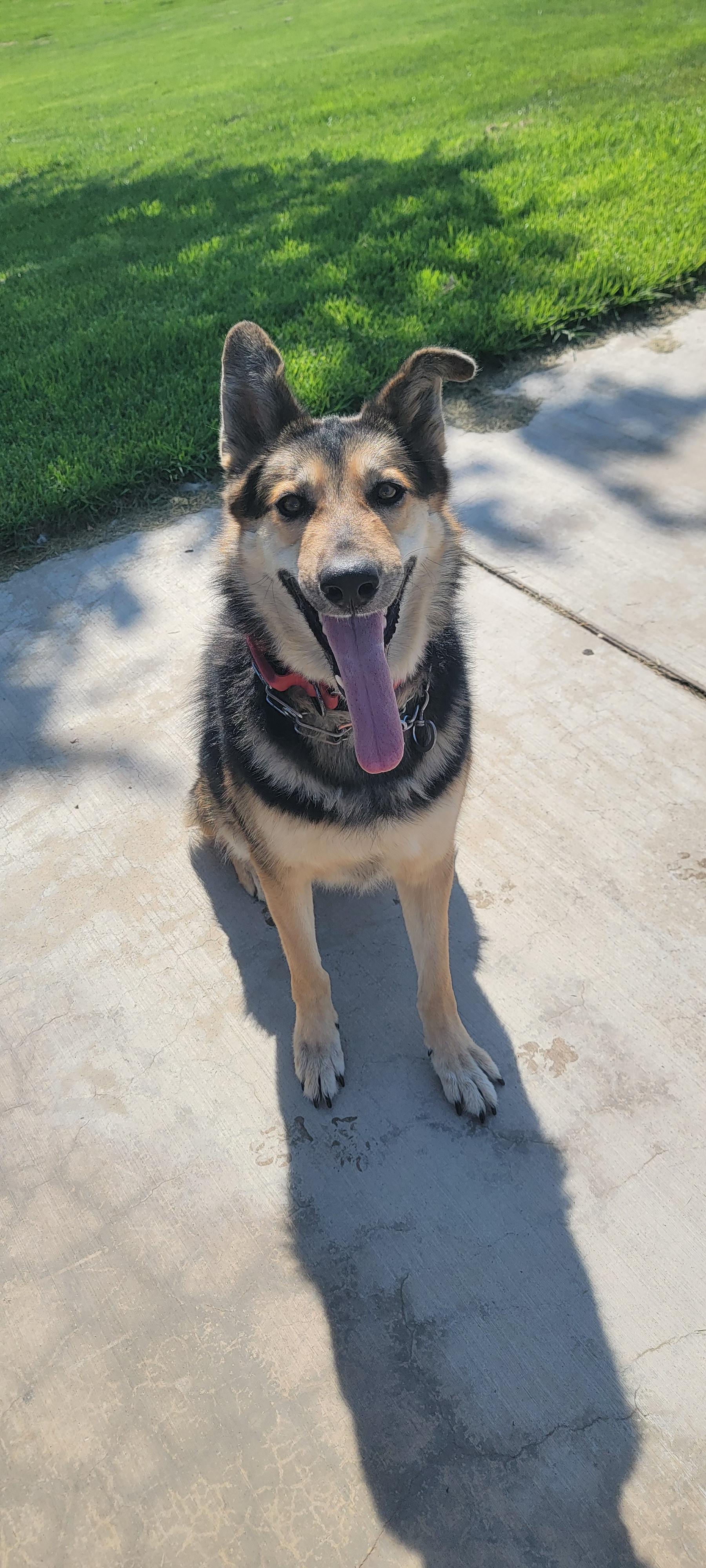 Enlarge Coco (Owner Assist), a Adoptable mixed breed in Tracy, CA image 5/6
