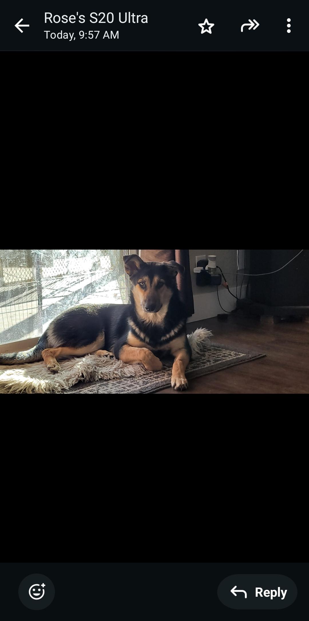 Enlarge Coco (Owner Assist), a Adoptable mixed breed in Tracy, CA image 6/6