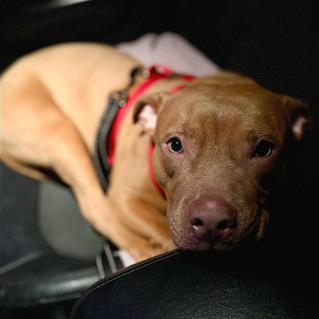 Masher, Adoptable, Young Male Terrier & Mixed Breed.