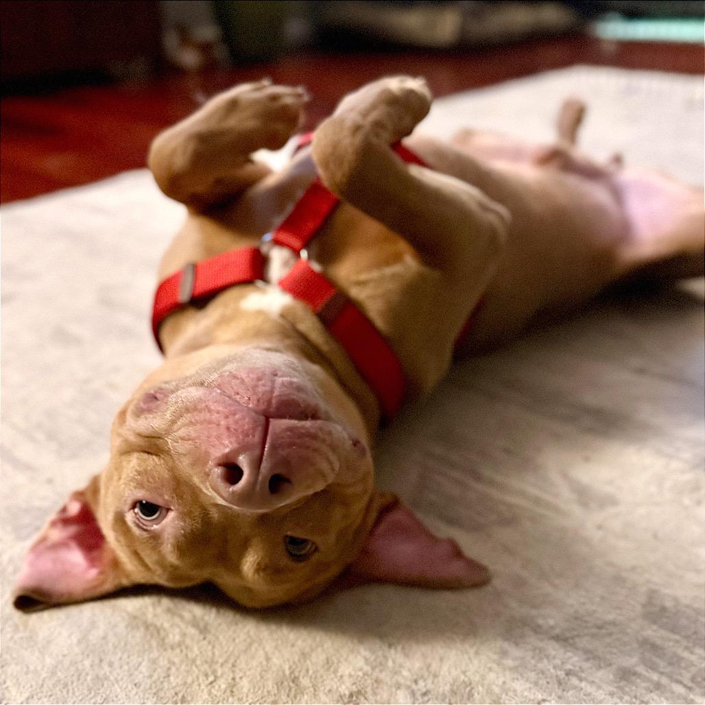 Masher — thumbnail 4