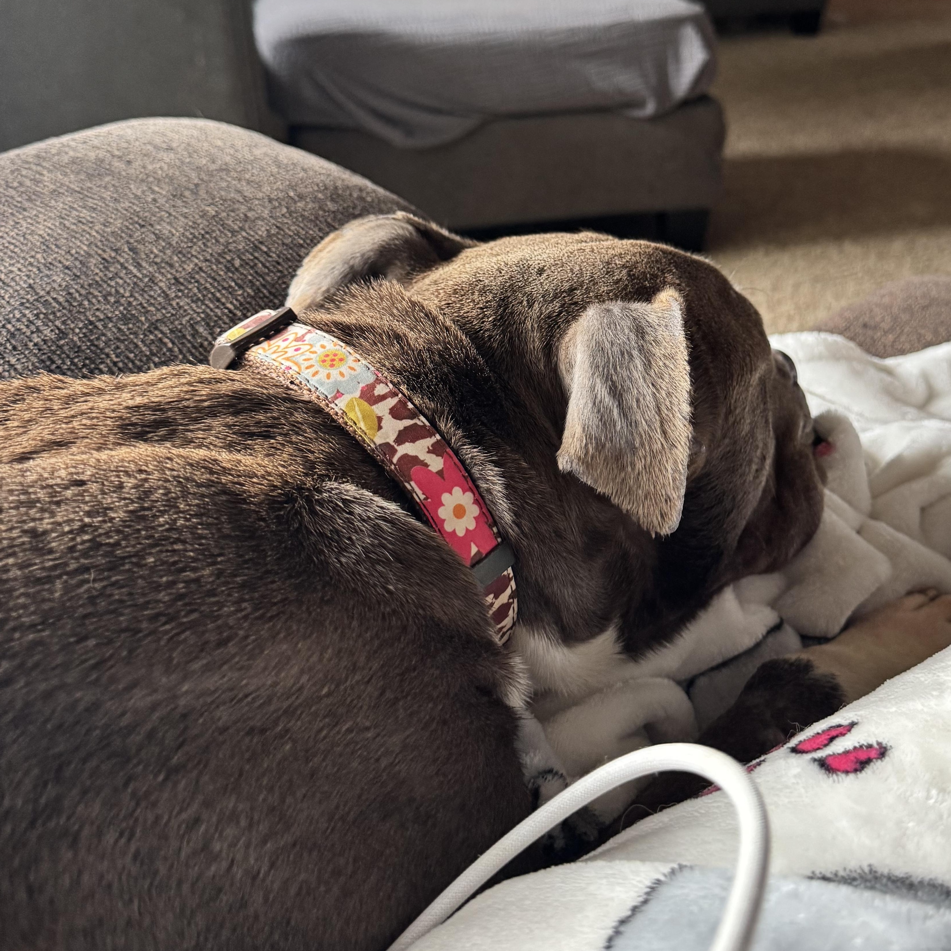 Luna, a Adoptable mixed breed in Mooresville, IN image 3/5