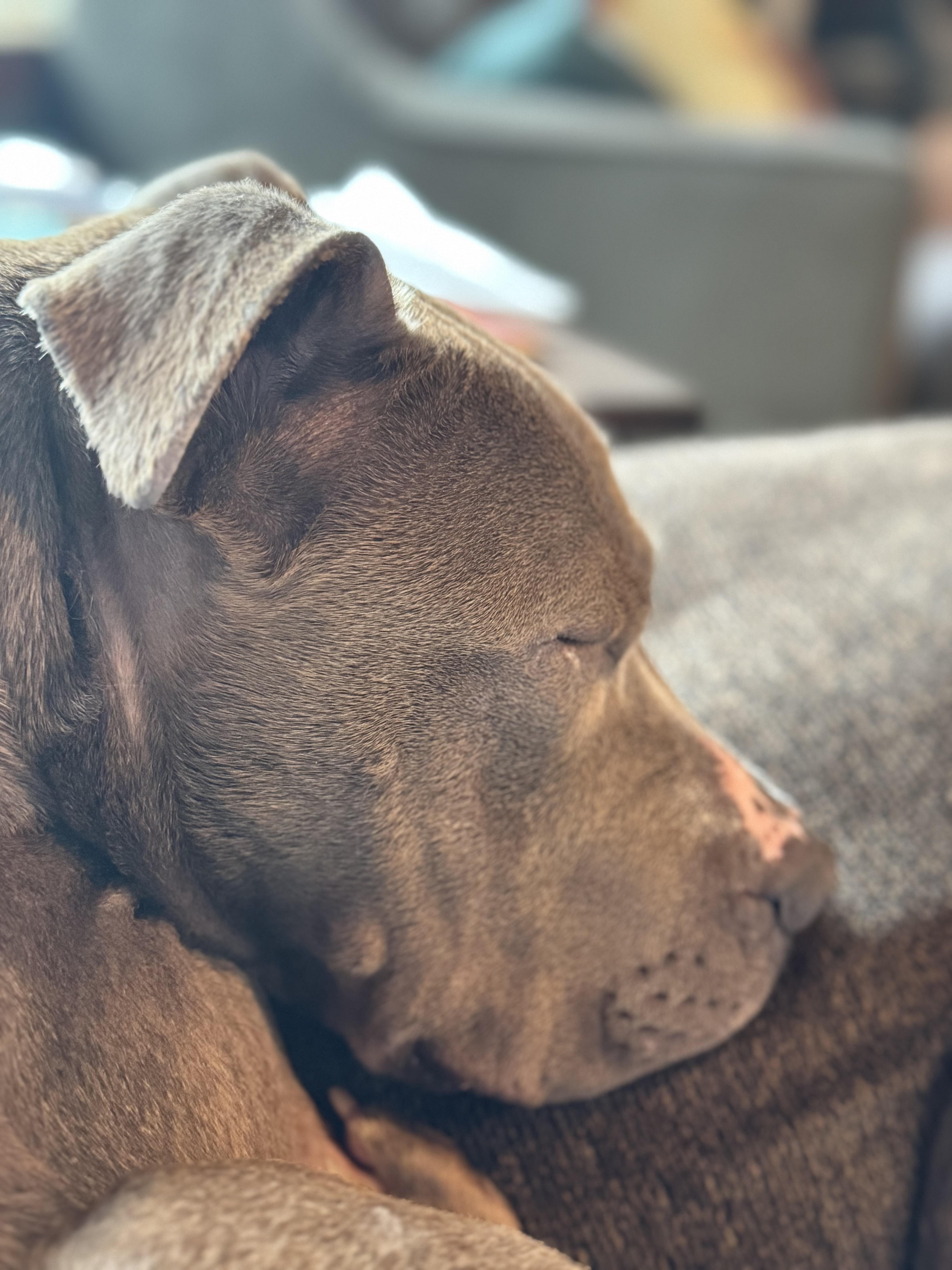 Luna, a Adoptable mixed breed in Mooresville, IN image 2/5