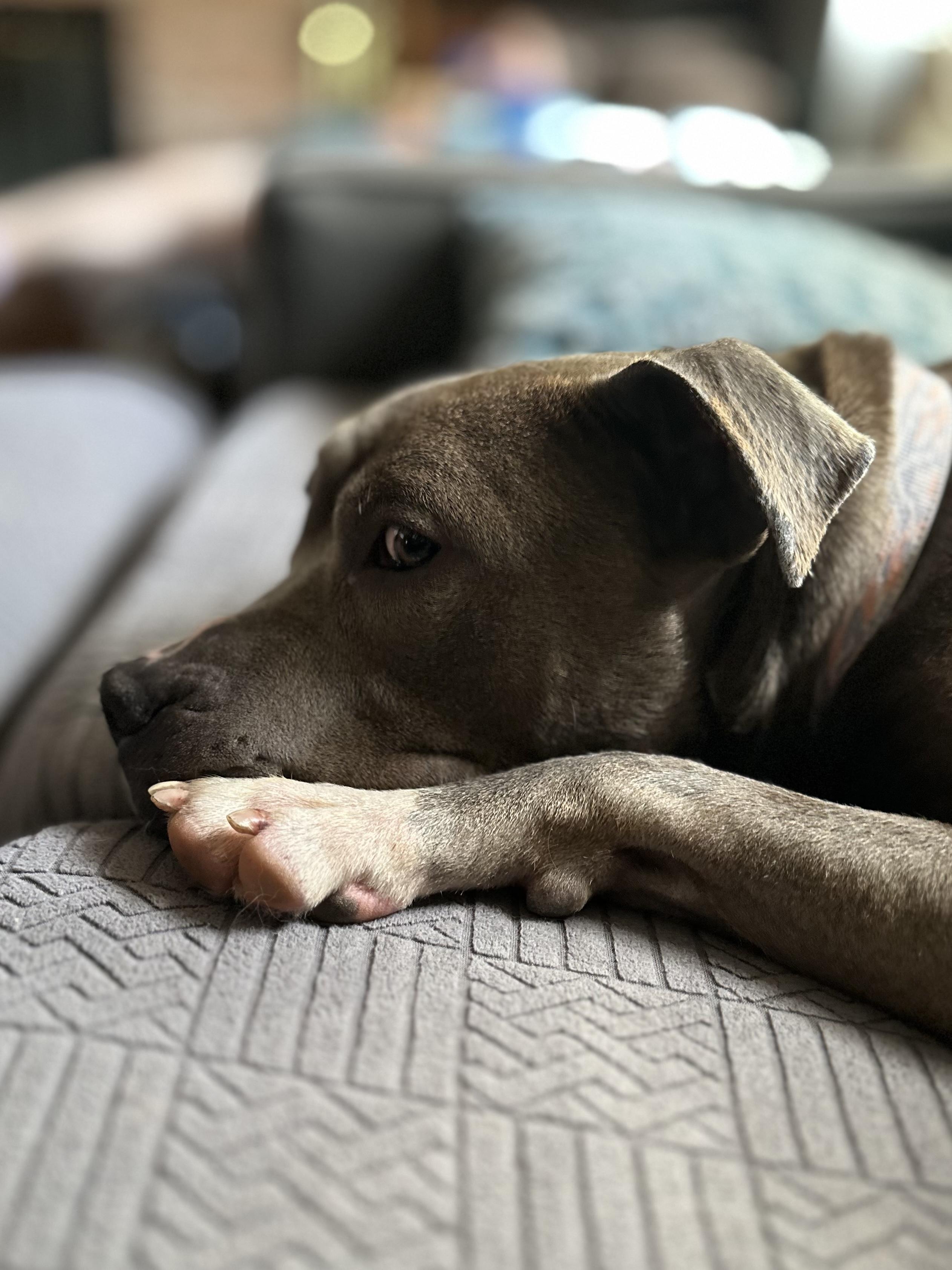 Luna, a Adoptable mixed breed in Mooresville, IN image 4/5