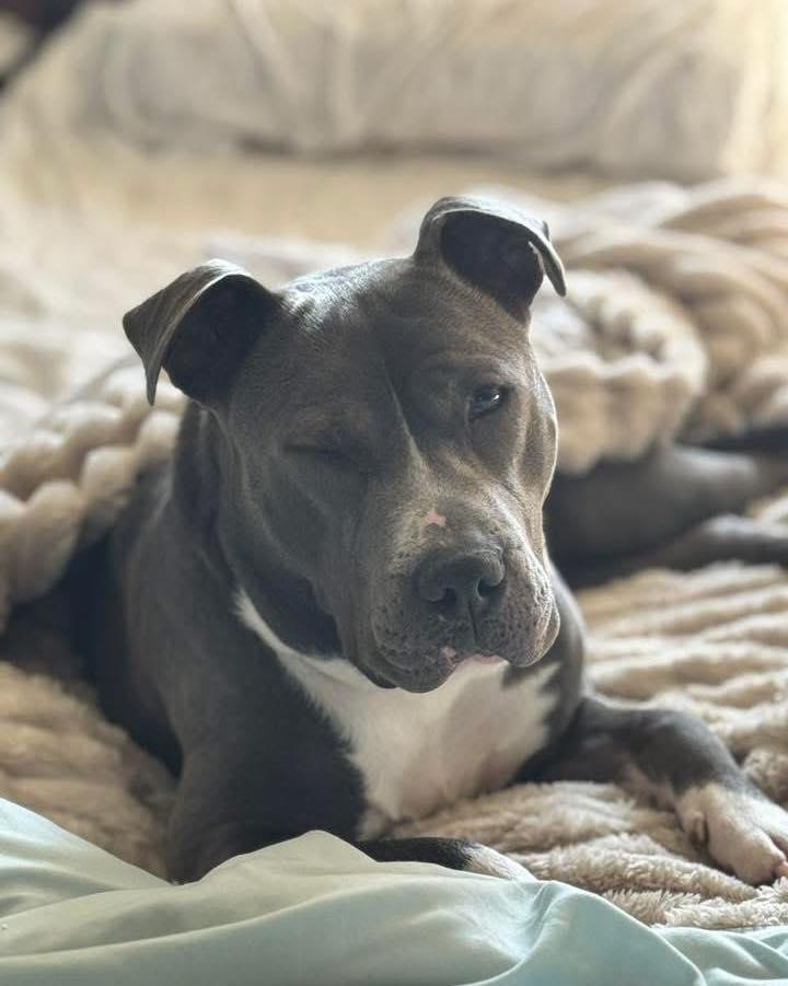 Luna, a Adoptable mixed breed in Mooresville, IN image 1/5