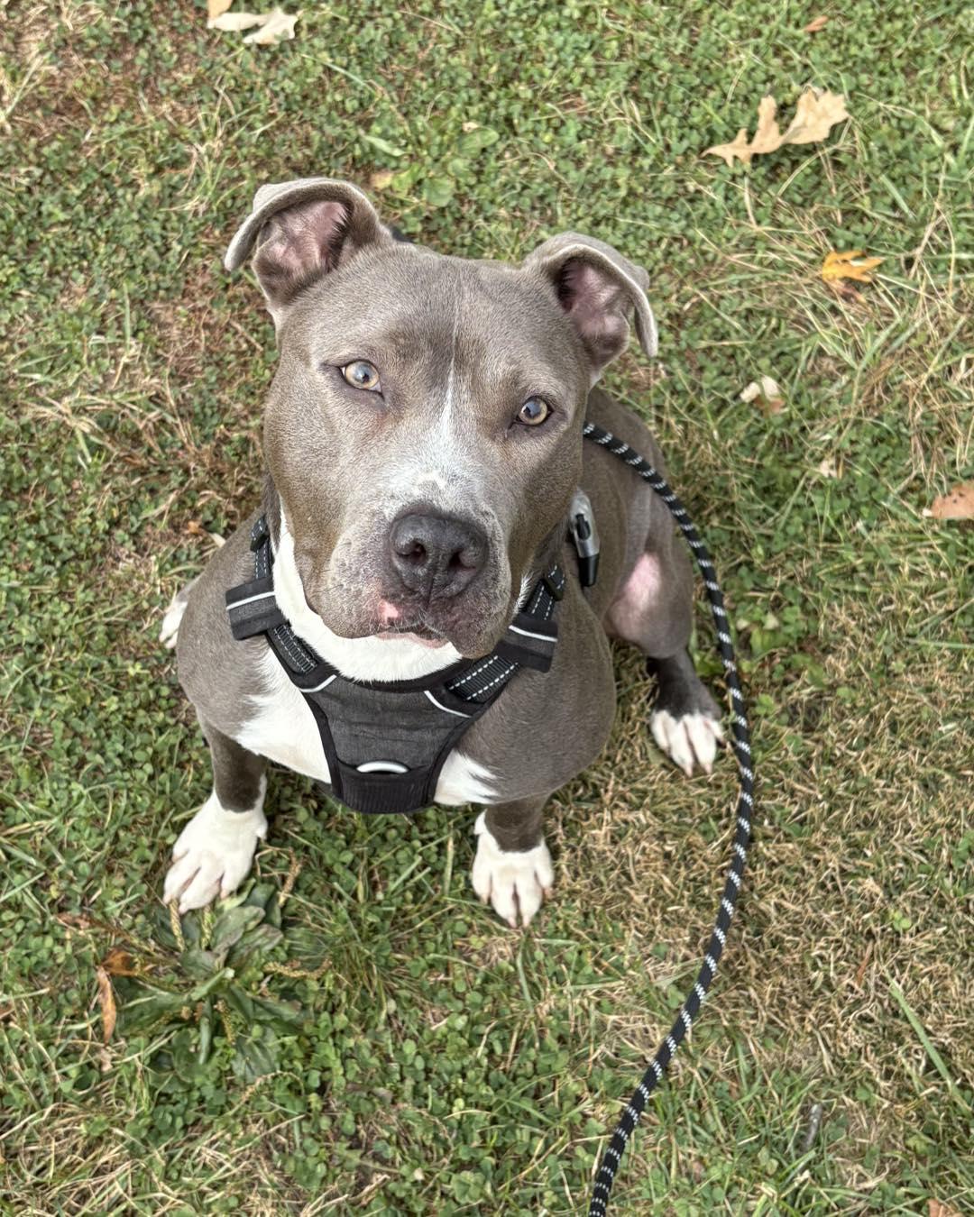 Luna, a Adoptable mixed breed in Mooresville, IN image 5/5