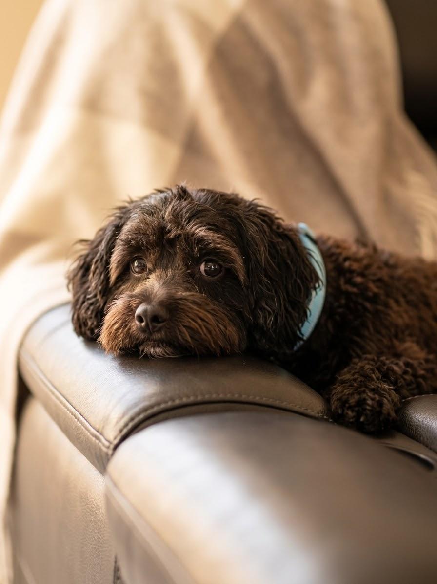Enlarge Dmitry, a Adoptable Russian Toy Dog in Clarksburg, MD image 4/5