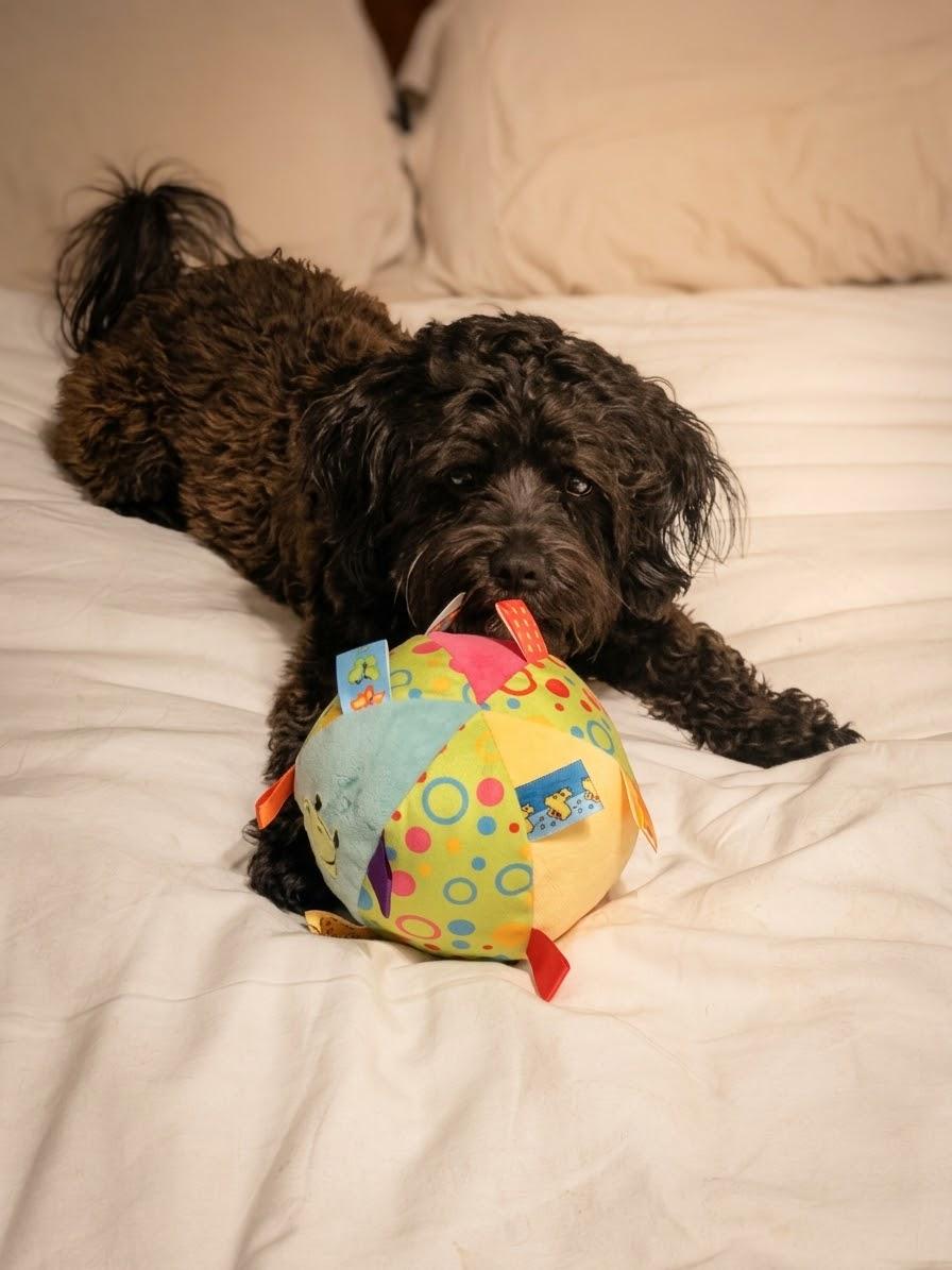 Enlarge Dmitry, a Adoptable Russian Toy Dog in Clarksburg, MD image 5/5