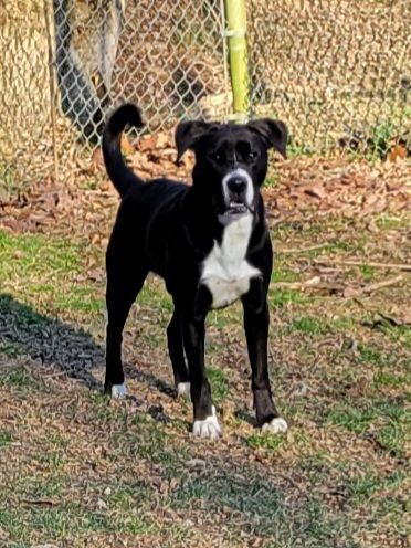 Oreo, Adoptable, Adult Male Boxer & American Staffordshire Terrier.