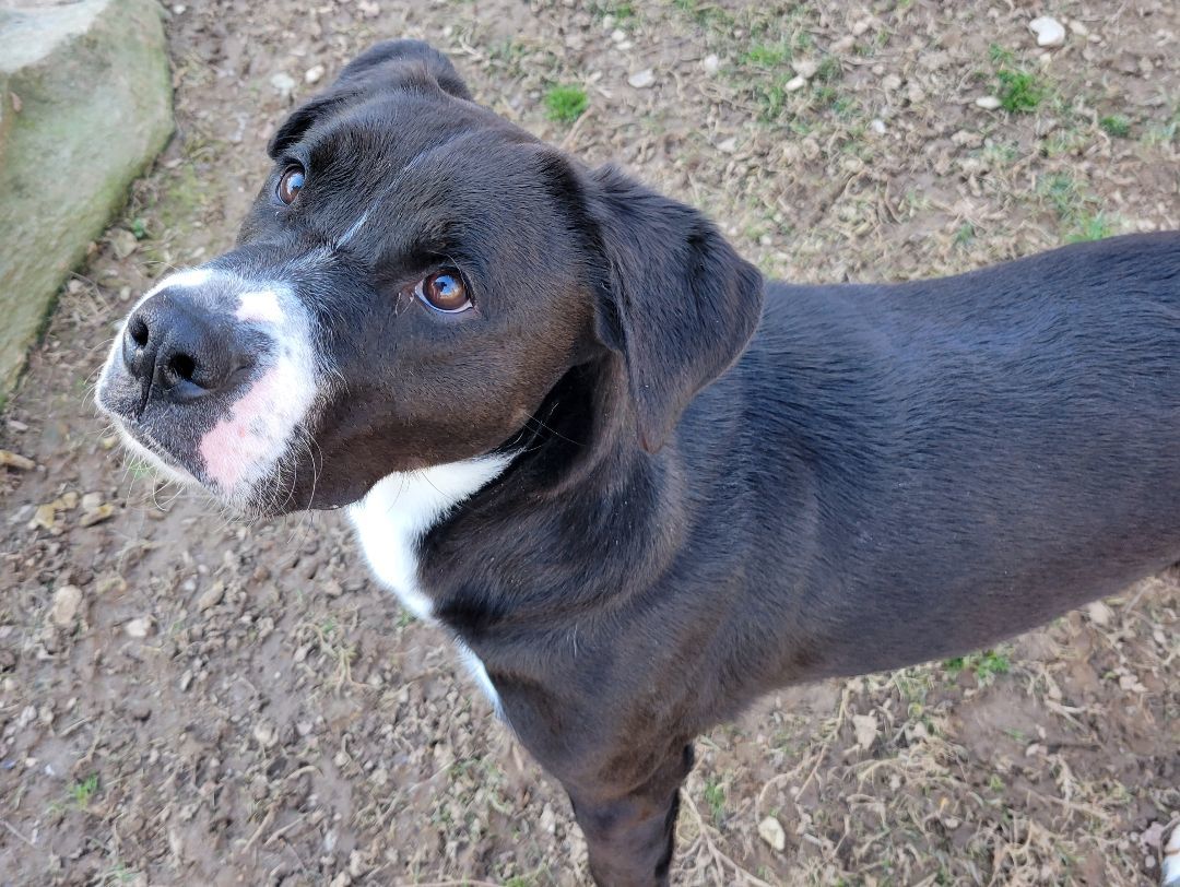 Enlarge Oreo, a Adoptable mixed breed in New Martinsville, WV image 2/3