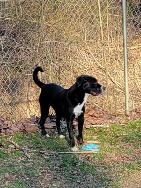 Enlarge Oreo, a Adoptable mixed breed in New Martinsville, WV image 3/3
