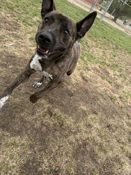 Enlarge Kano, a Adoptable mixed breed in Scottsbluff, NE image 1/3