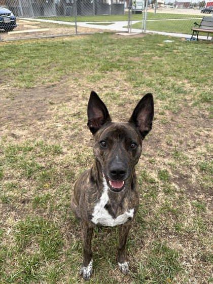 Enlarge Kano, a Adoptable mixed breed in Scottsbluff, NE image 2/3