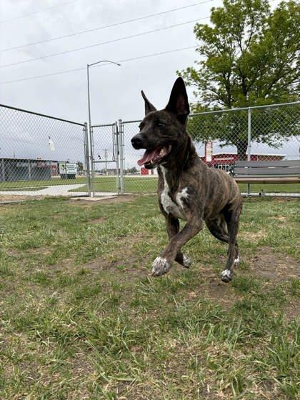 Enlarge Kano, a Adoptable mixed breed in Scottsbluff, NE image 3/3