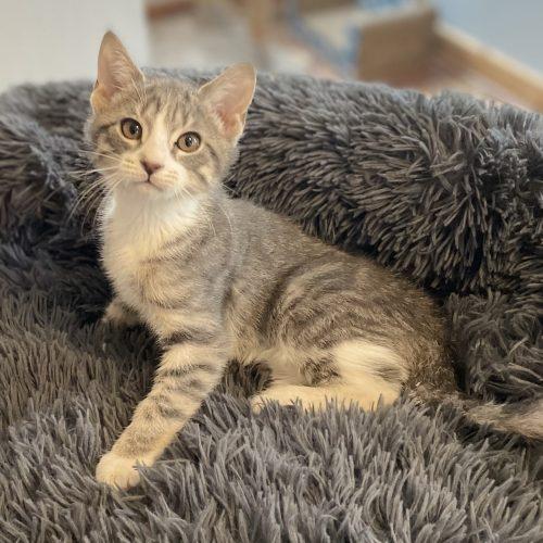 Hutch, Adoptable, Kitten Male Tabby & Domestic Short Hair.