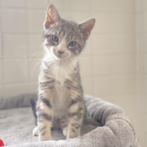 Enlarge Hutch, a Adoptable mixed breed in Knoxville, TN image 2/5