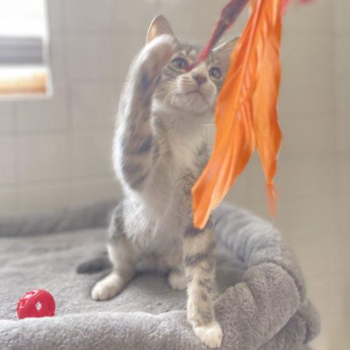 Enlarge Hutch, a Adoptable mixed breed in Knoxville, TN image 4/5