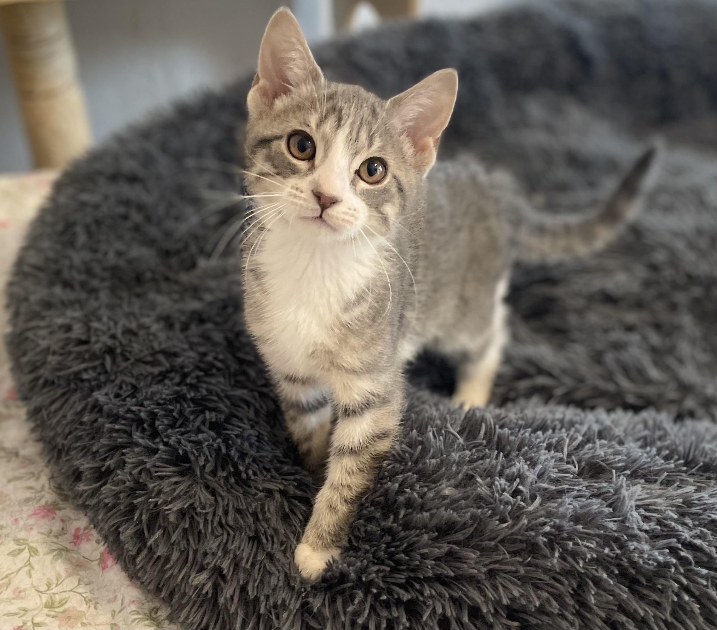 Enlarge Hutch, a Adoptable mixed breed in Knoxville, TN image 5/6